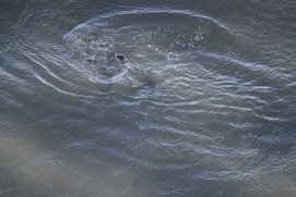 Missing Picture